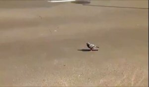 Un pigeon qui aime prendre beaucoup de risques