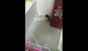 Un petit hamster fait un numéro de cirque