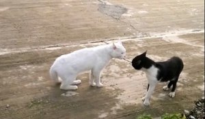 Un chat défend son territoire sur deux pattes seulement