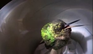 Un gars film un Colibri qui ronfle dans une poubelle !