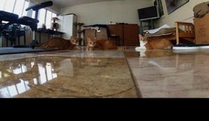 Des chats et un laser filmé avec une GoPro hero II