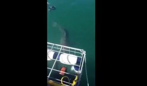 Un grand requin blanc attaque des plongeurs en cage