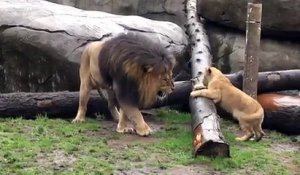 Un lion montre à ses fils qui est le boss