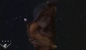 Vidéo exclusive ! Un monstre des mers filmé pour la première fois !