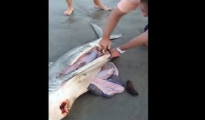 Un homme ouvre le ventre d'un requin sur la plage ! Ce qu'il va découvrir est dingue !