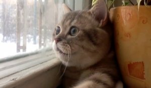 Le Chat Qui Attaque Un Ours Des Montagnes Sur Orange Videos