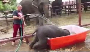 Ce petit éléphant doit prendre son bain: Ce qui se passe vous fera tordre de rire
