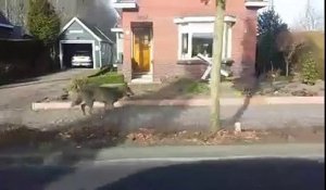 Un loup appreçut dans une village des Pays-Bas