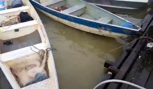 Nourrir des piranhas dans une rivière brésilienne