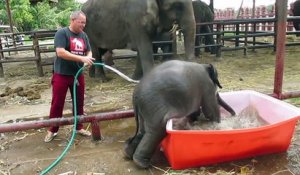 Un éléphanteau prend un bain dans une bassine