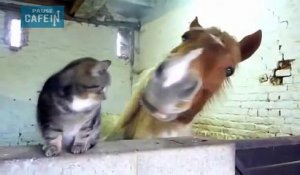 une amitié improbable entre un cheval et un chat