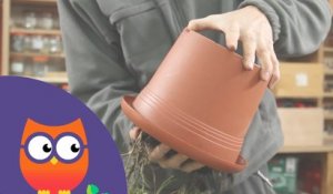 Comment rempoter une plante (Ooreka.fr)