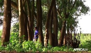 AFRIQUE: La forêt et la lutte contre le réchauffement climatique