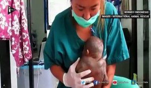 Ce bébé orang-outan, maltraité, a été sauvé de la mort