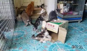 Un Chat Se Deguise Seul En Lapin Sur Orange Videos