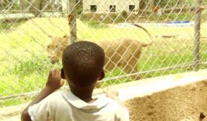 Côte d'Ivoire : au zoo, les lions, symbole de l'après-crise
