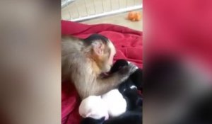 Un singe caresse affectueusement une portée de chiots
