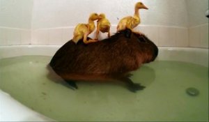Un Capybara et des bébés canards prennent leur bain ensemble