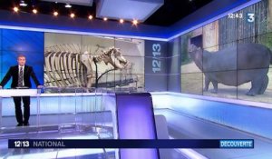Un paléontologue établit un lien de famille entre la baleine et l'hippopotame