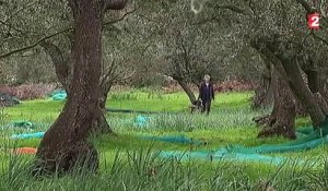 Une bactérie ravage les oliviers