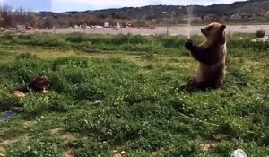 Un ours embête un chien avec un tuyau d'arrosage