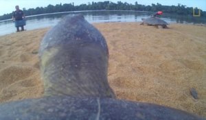 Petit tour sur le dos d'une tortue : POV GoPro