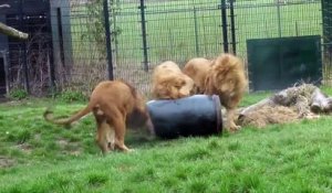 Un lion se coince la tête dans un tonneau aux Pays-Bas