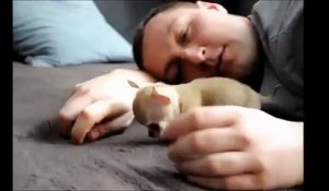 Toudi, le  plus petit chien du monde