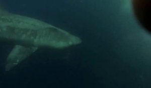 Nager avec des requins pèlerins de 6m de long : flippant!