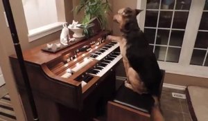 Énorme: Ce Berger Allemand est capable de JOUER DU PIANO !