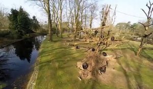 Un chimpanzé éclate un drone à coup de bâton...