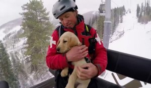 Ce bébé labrador est un Futur chien d'avalanche : trop mignon!