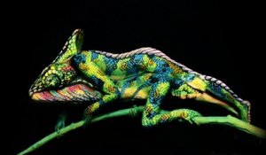 Caméléon - L'impressionnant Bodypainting de Johannes Stötter