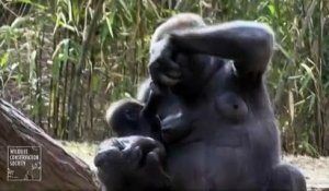 Etats-Unis : deux bébés gorilles font leur première apparition au zoo du Bronx