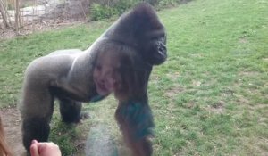 Un gorille charge des humains dans un zoo