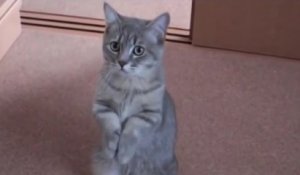 Un chat trop mignon supplie avec ses pattes...
