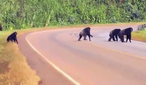 Ces chimpanzés font très attention en traversant la route!