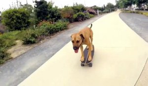 Un chien très à l’aise en skate