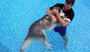 Il place son vieux chien dans la piscine pour le soulager de ses pattes arrières