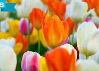 L'astuce pour redonner vie à un bouquet de tulipes - Gaël gagne du temps