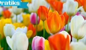 L'astuce pour redonner vie à un bouquet de tulipes - Gaël gagne du temps