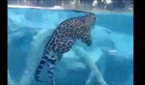 Regardez ce jaguar chasser sous l'eau