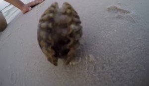 Une pieuvre se cache dans un coquillage