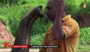 Sri Lanka : l'orphelinat des éléphants