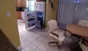 Ce chien a la technique insolite pour ouvrir le frigo !