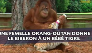 Une femelle orang-outan donne le biberon à un bébé tigre