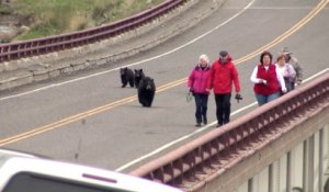 Des ours bruns chassent les touristes du parc de Yellowstone...