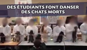 Des étudiants font danser des chats morts avant de les disséquer
