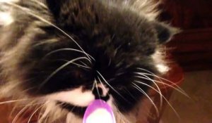 Quel Bruit Fait Un Chat Qui Mange Une Glace Sur Orange Videos