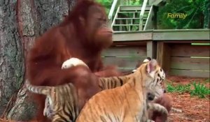 Cette femelle orang-outan devient la maman d'adoption de bébés tigres